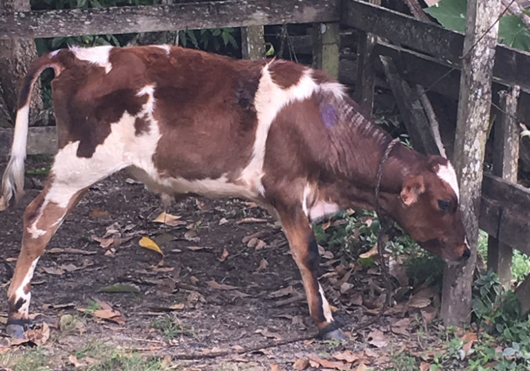 Blackleg And Rabies Vaccination For Cattle Strongly Recommended